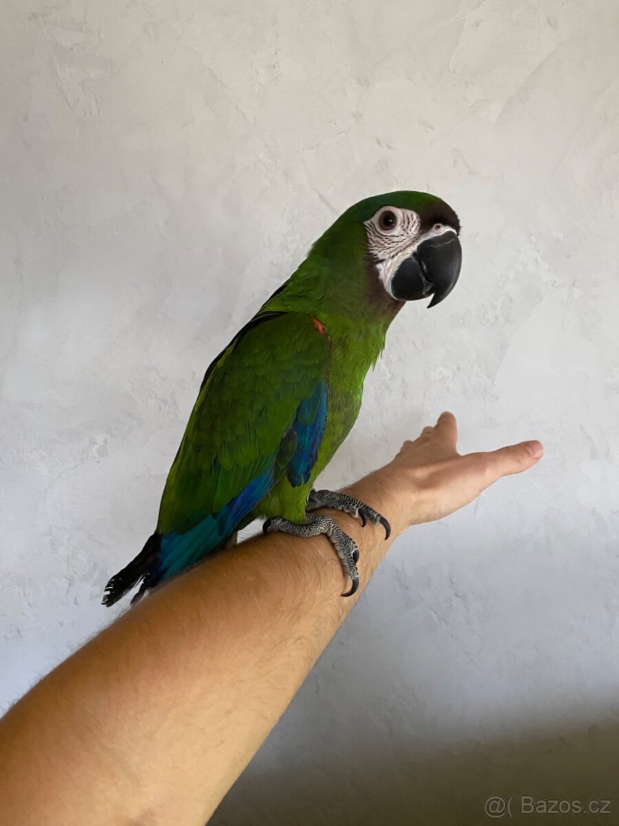 ARA SEVERA - ARA MALÝ - ručně dokrmený SAMEČEK / DNA test - 3