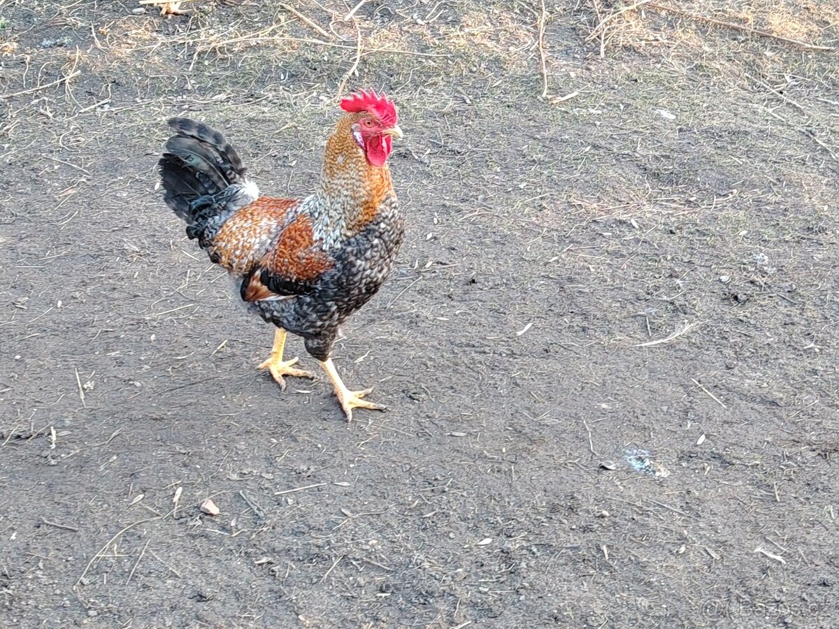 Lonští kohouti - 3