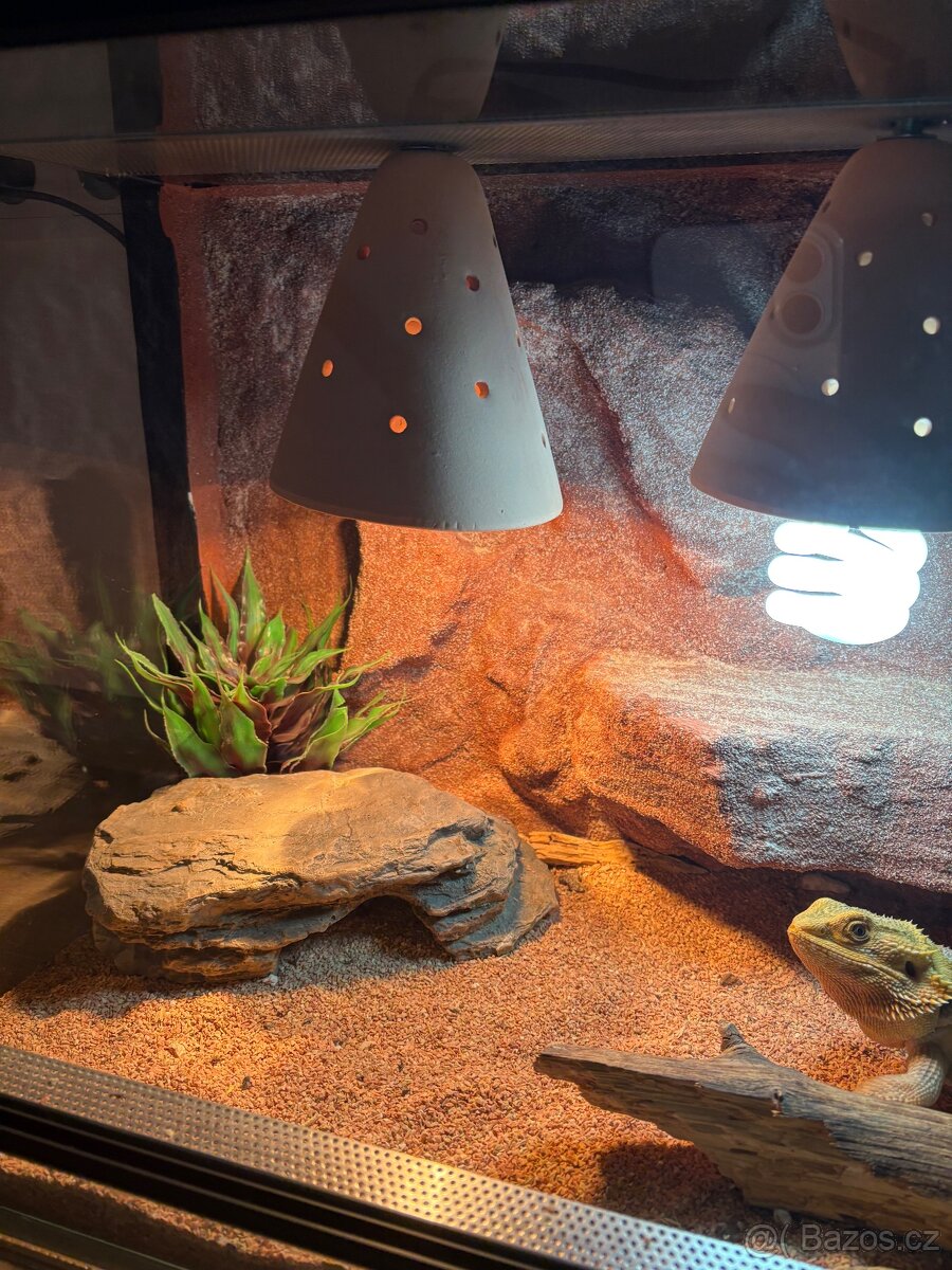 Terarium s agamou - 3