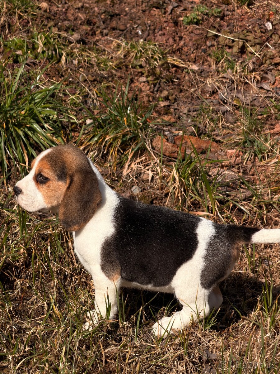 Bígl trikolor, štěňátko - 3