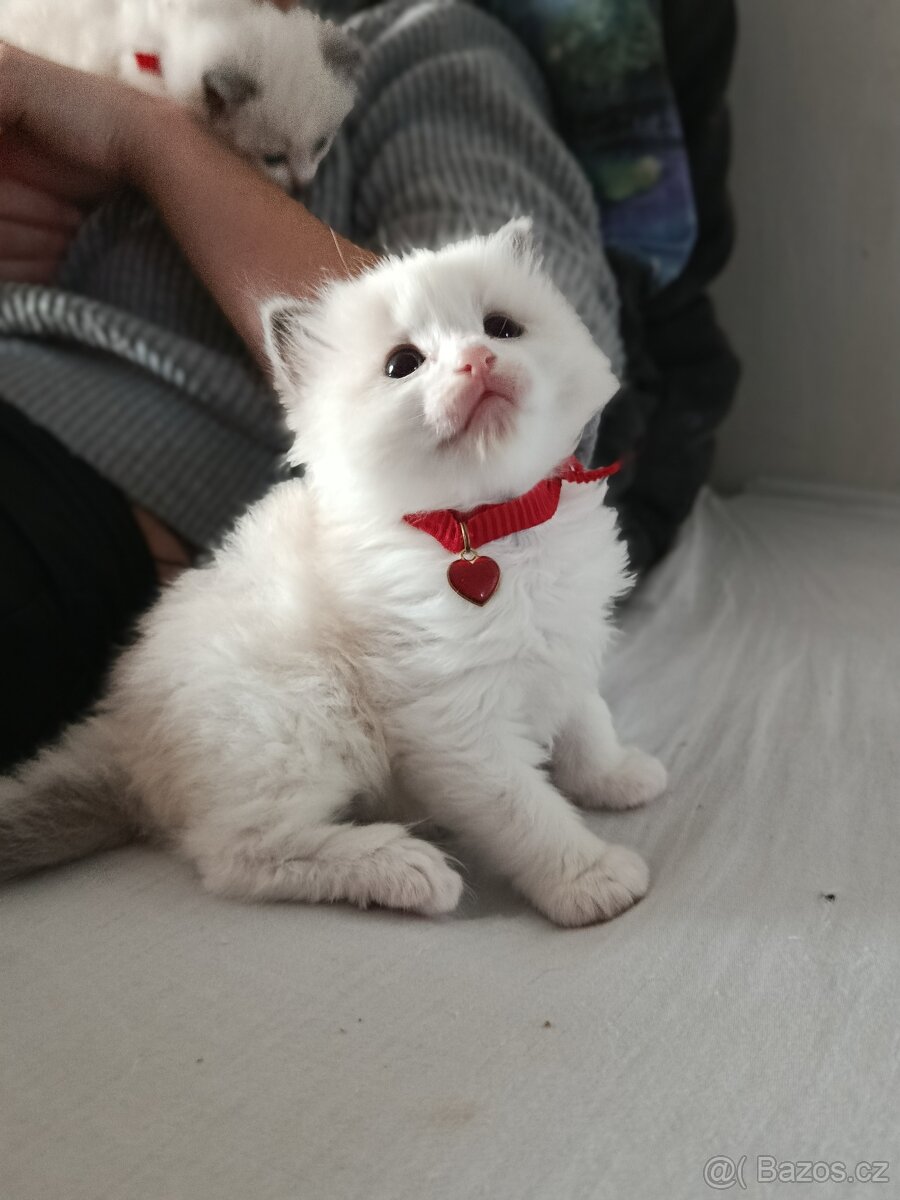Ragdoll s pp - 3