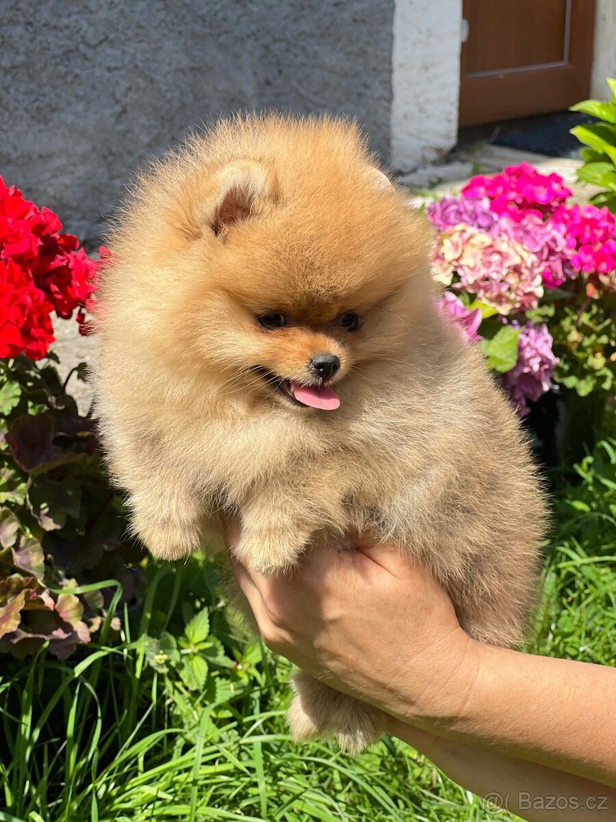 Pomeranian - 3