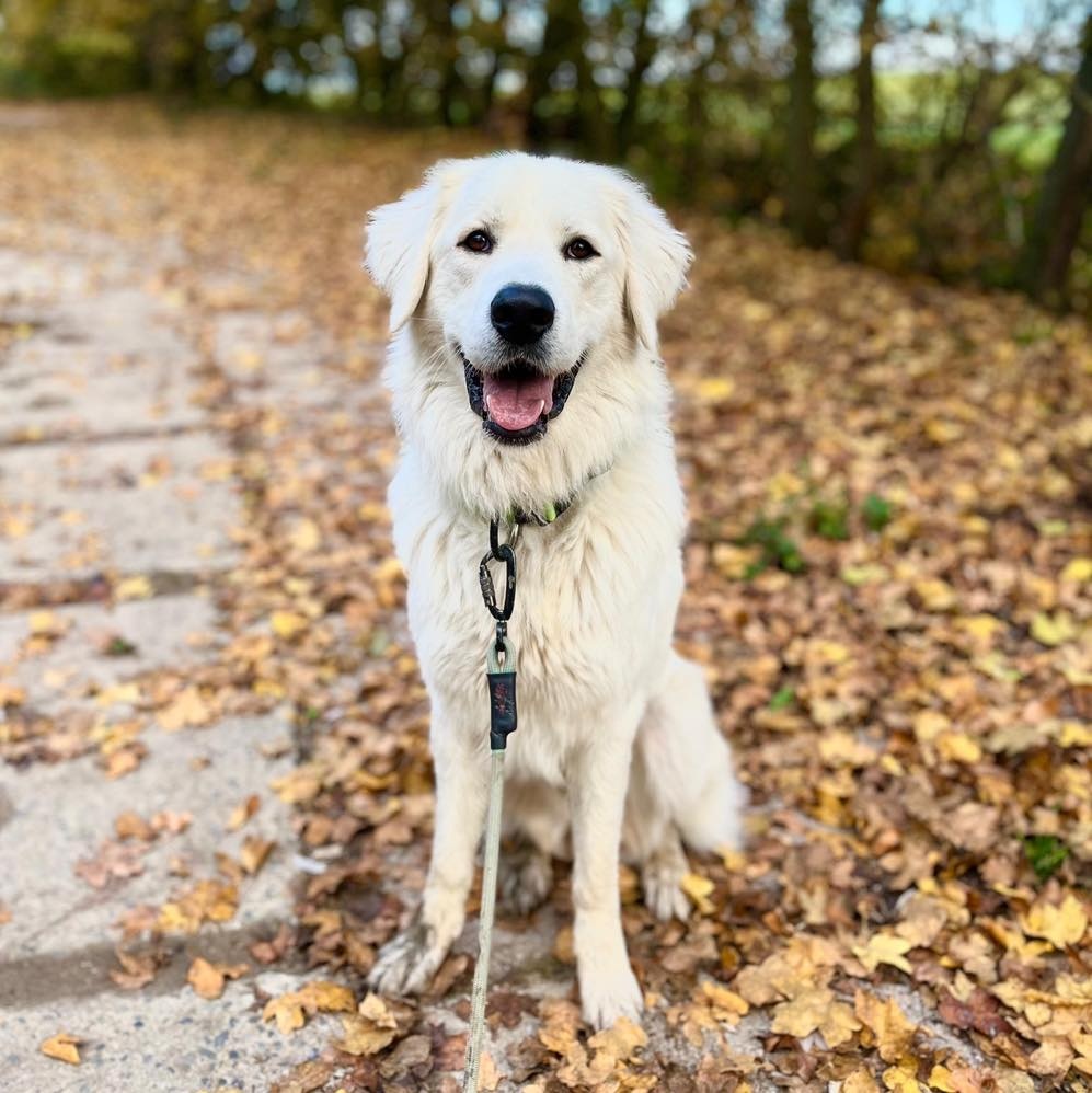 Slovenský čuvač - 3