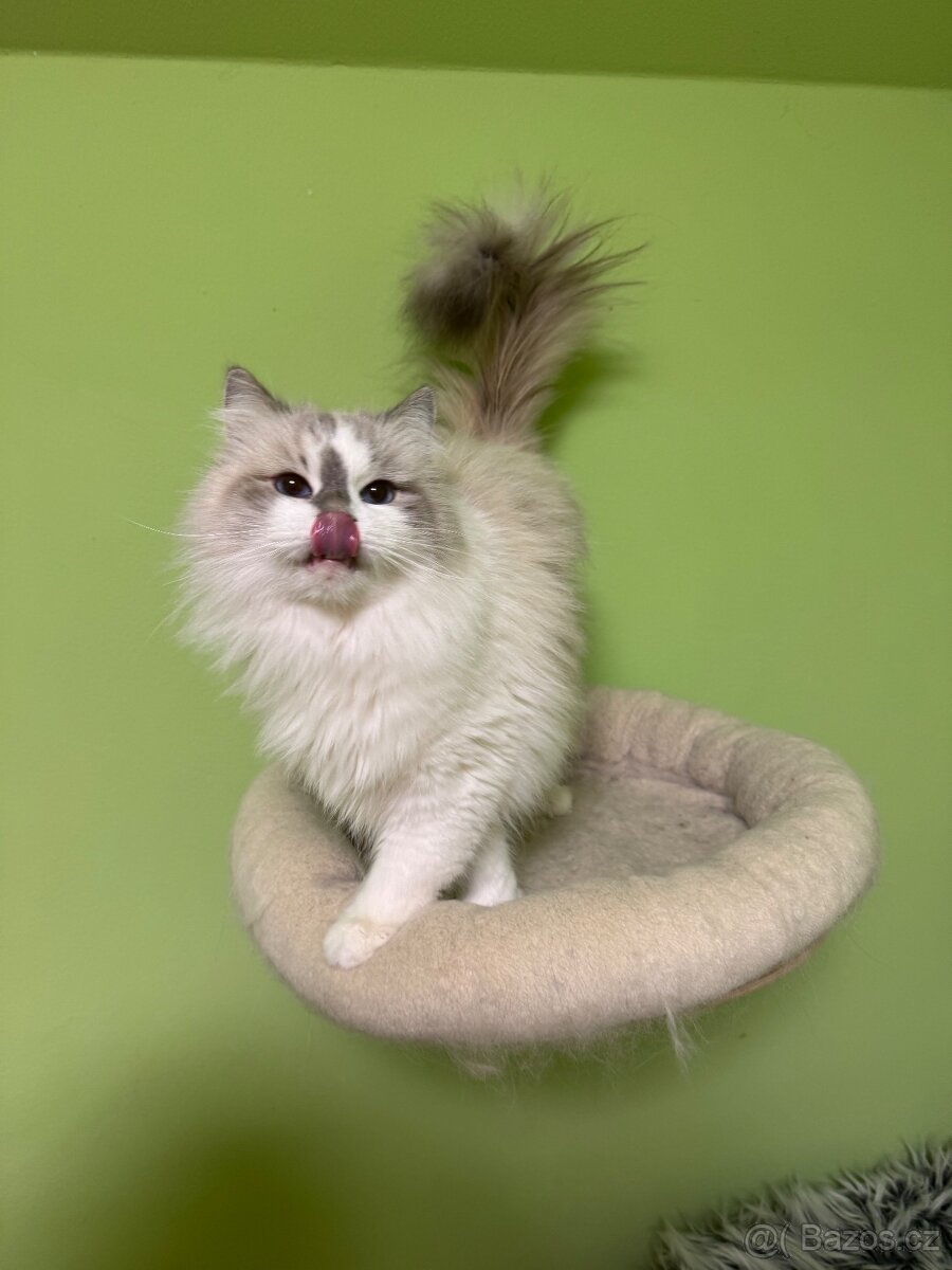 Něvska maškaráda s PP - 3