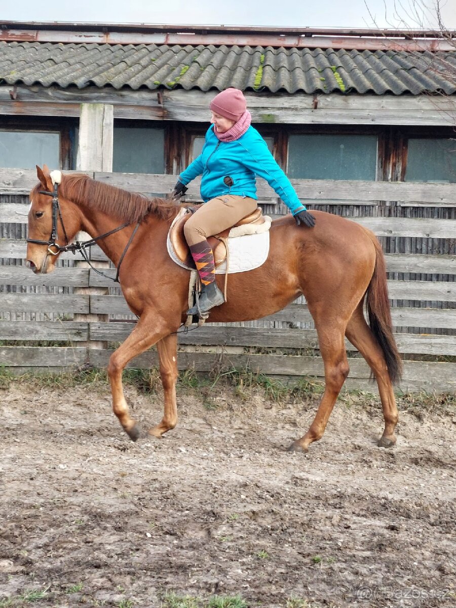 Klisna 3 letá, s RTG nohou a zad - 3