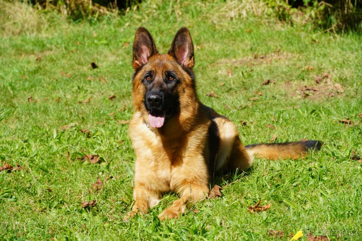 Německý ovčák- štěně fenka s PP - 3