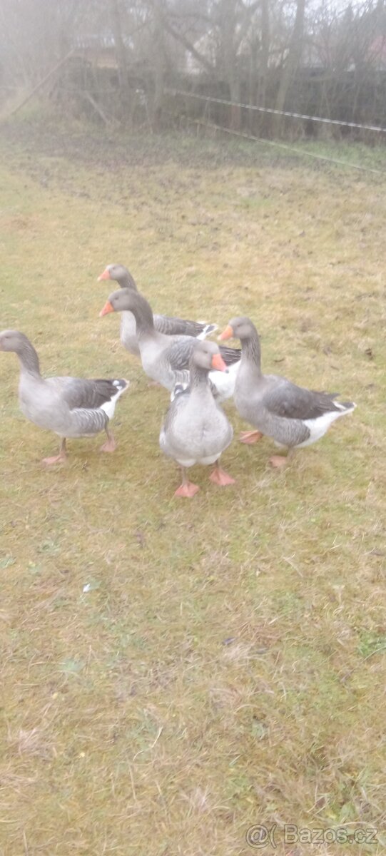 Prodám husy - 3