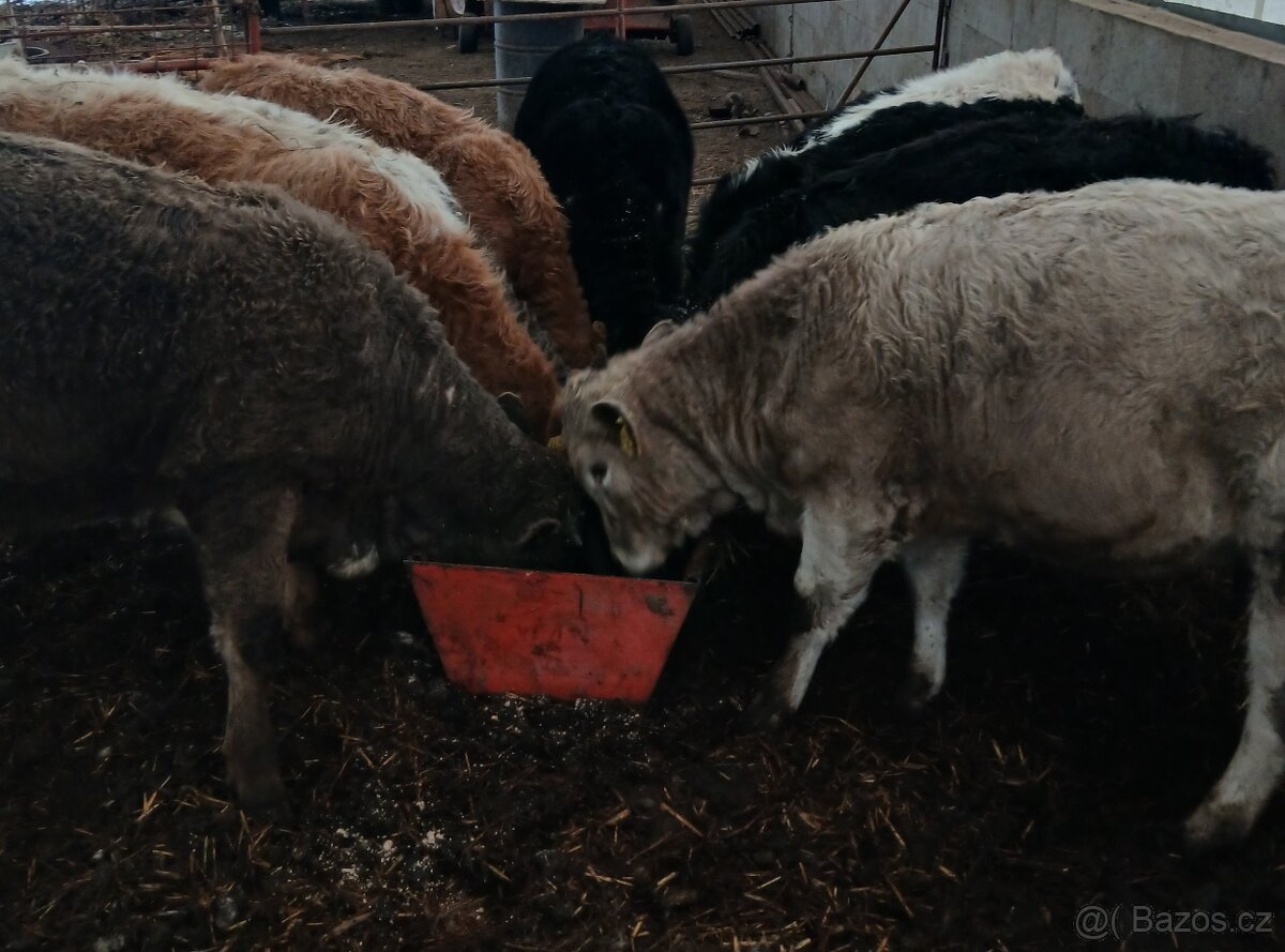 Prodám jalovice - 3