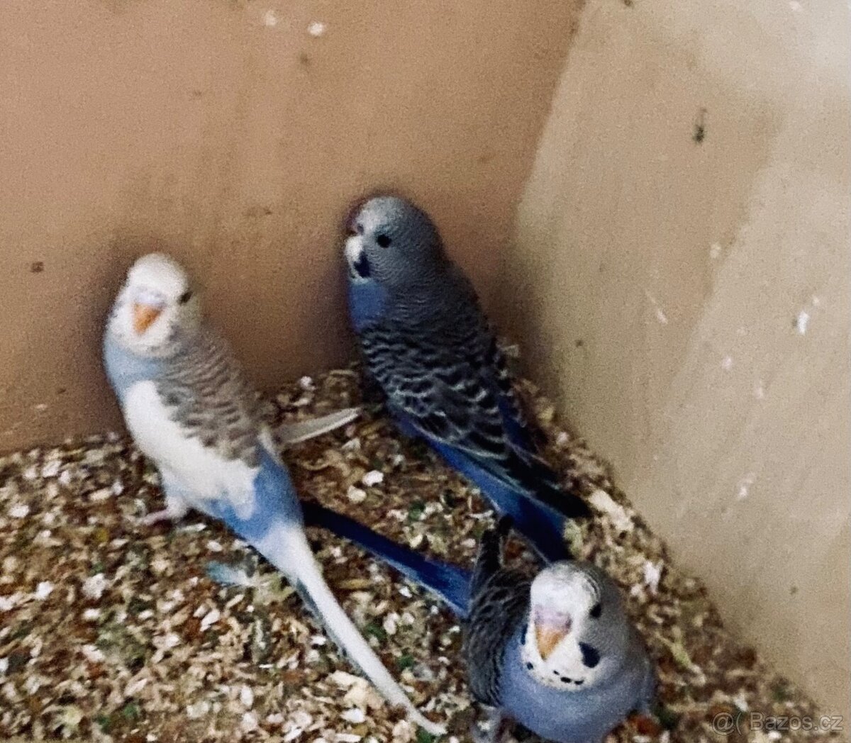 Andulka vlnkovaná - 3