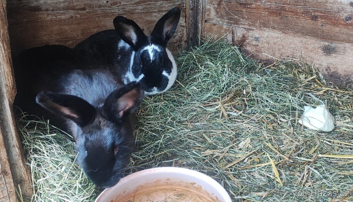 Samice králíků - 3