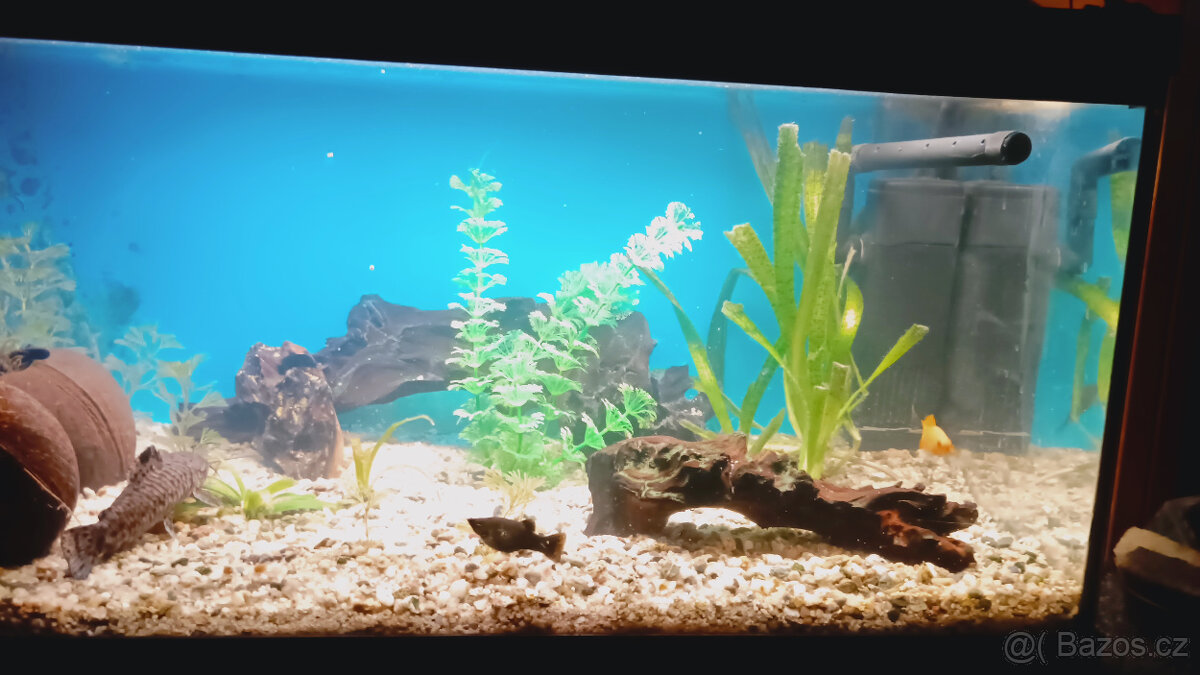 AKVARIUM a rybičky - 3