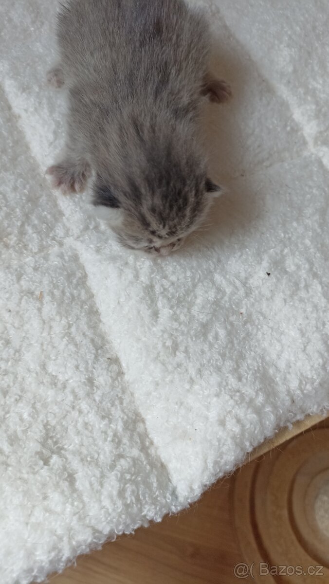 Britská kočička s PP - 3