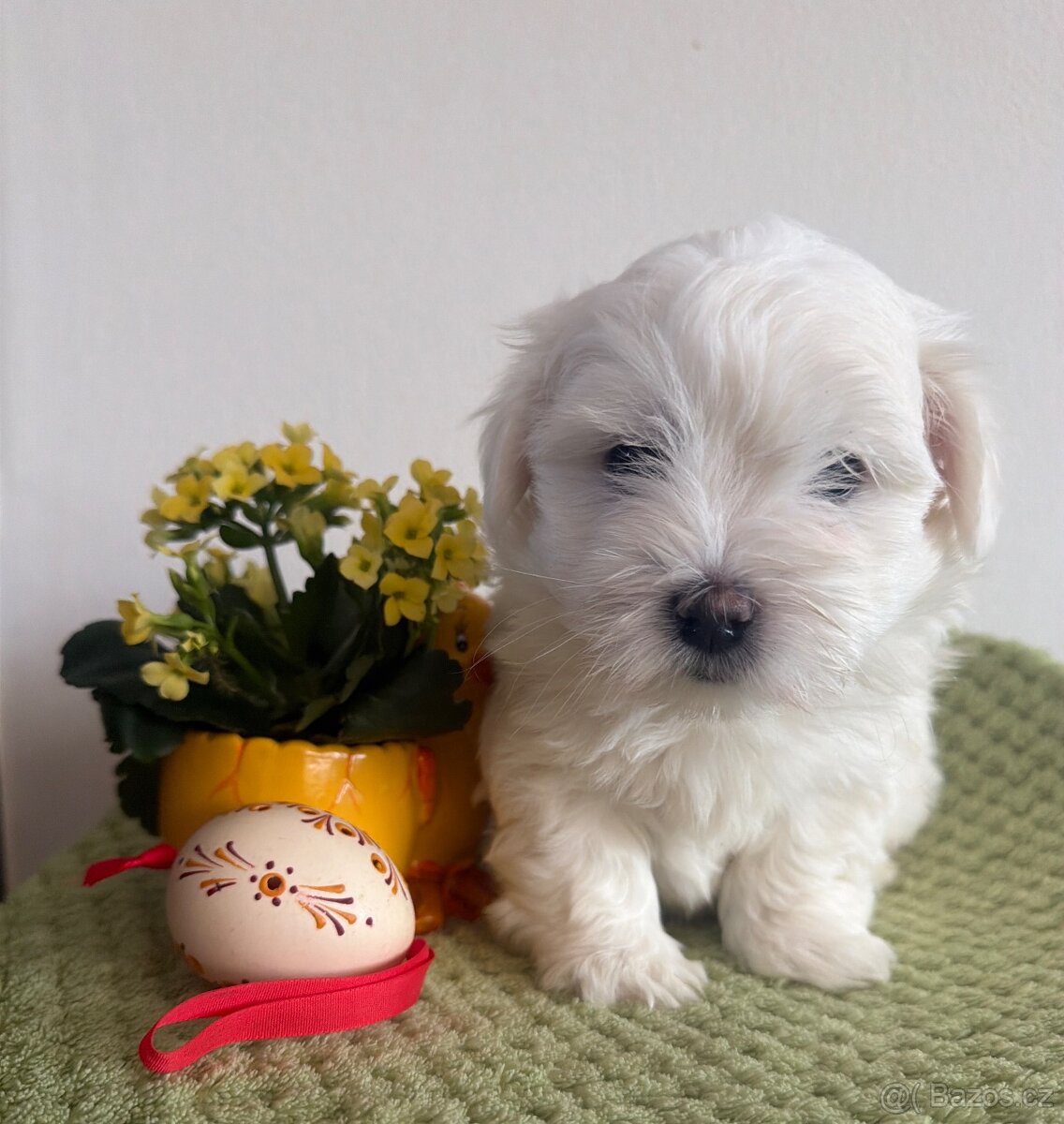 Coton de Tulear s PP - 3