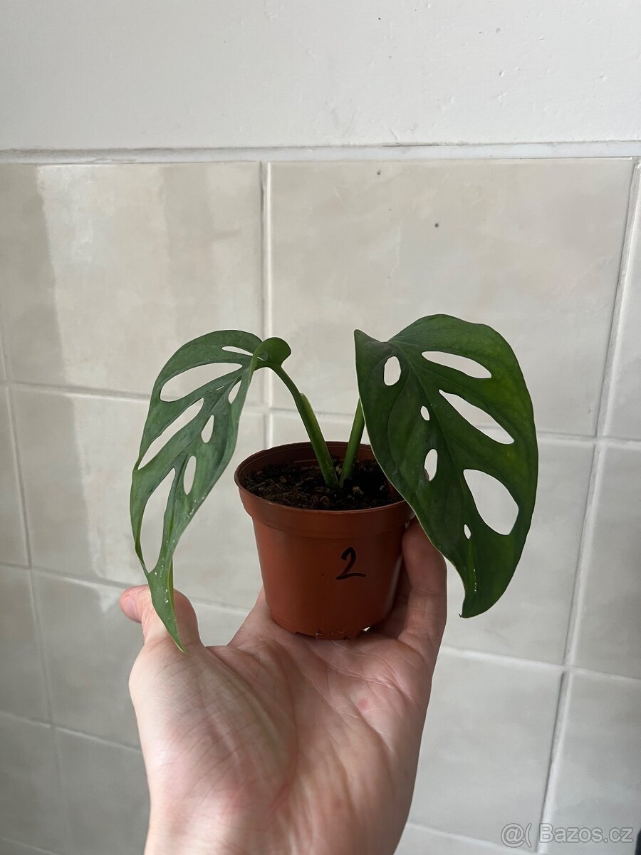 Monstera adansonii - 3