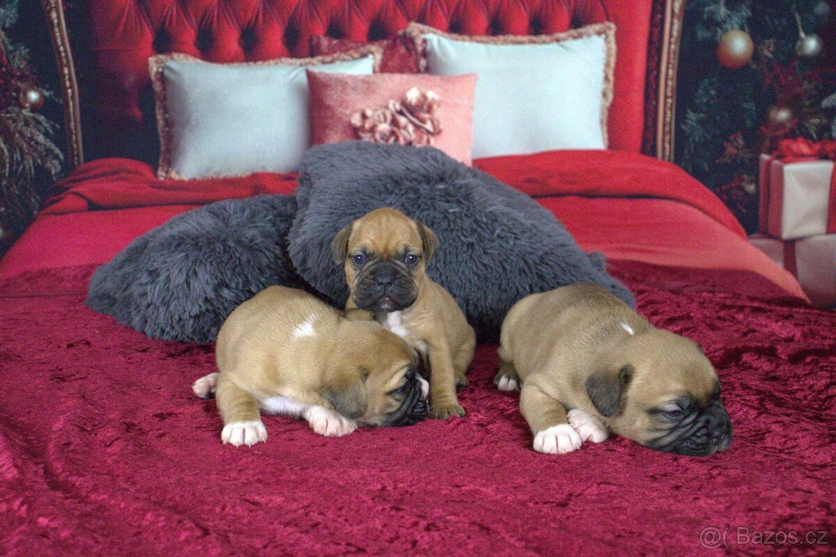 Štěňata francouzak + bordeaxska doga - 3