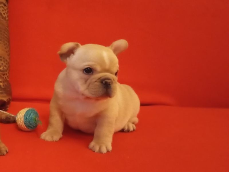 Francouzský buldoček - 3
