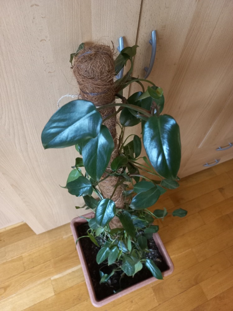 Popínavá pokojová rostlina - 3