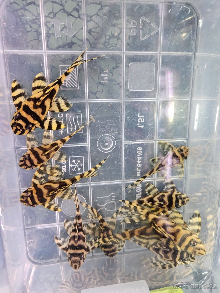 L 333 Gold line AAA - odchov - 3