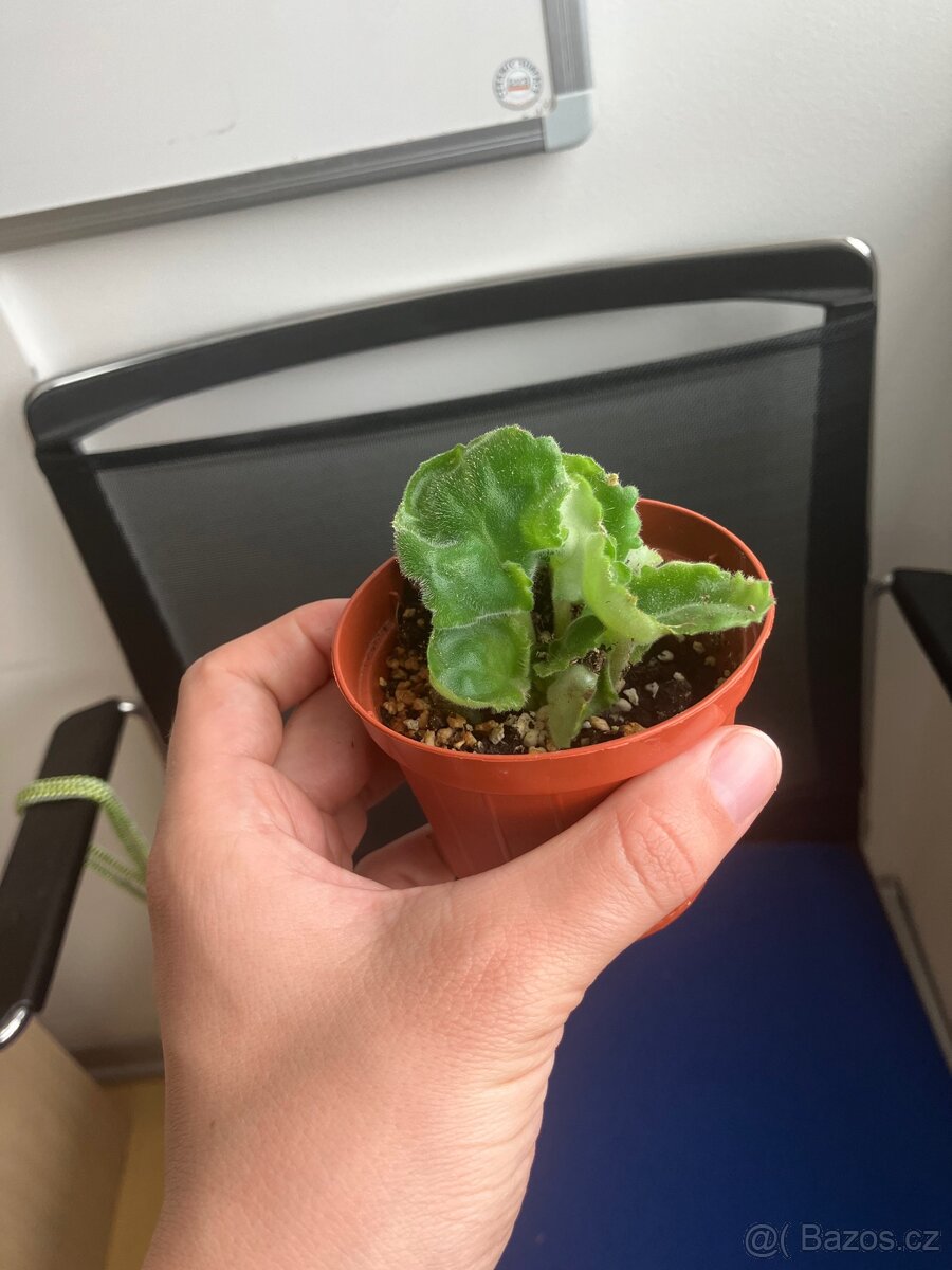 Africká fialka zeleno-růžová - 3