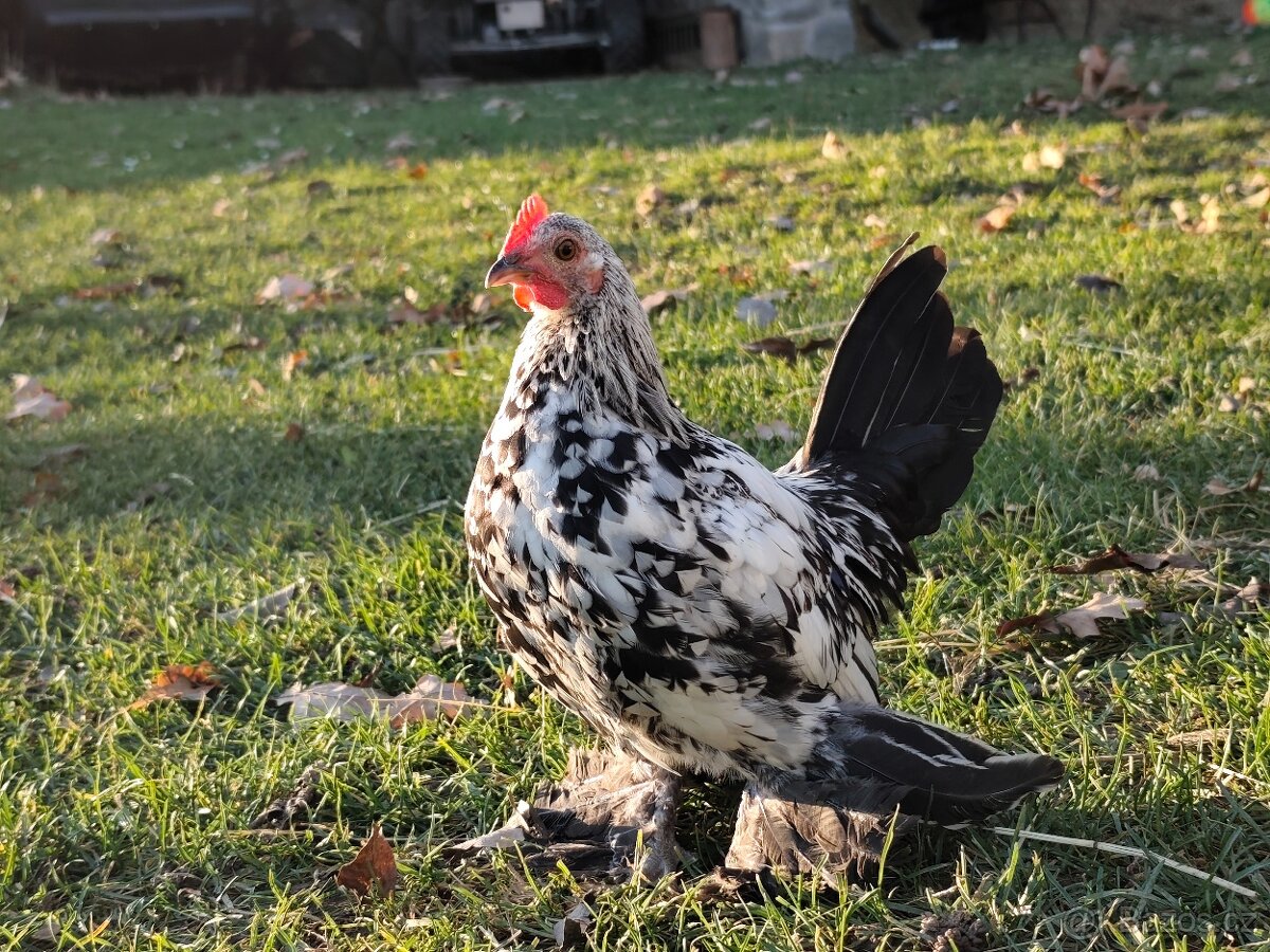 Zakrslá rousná - kohoutci - 3