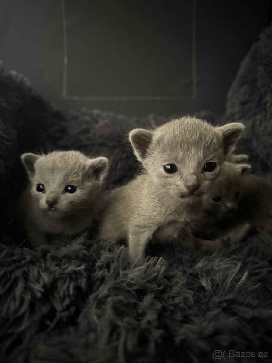 Ruská modrá mačka - 3