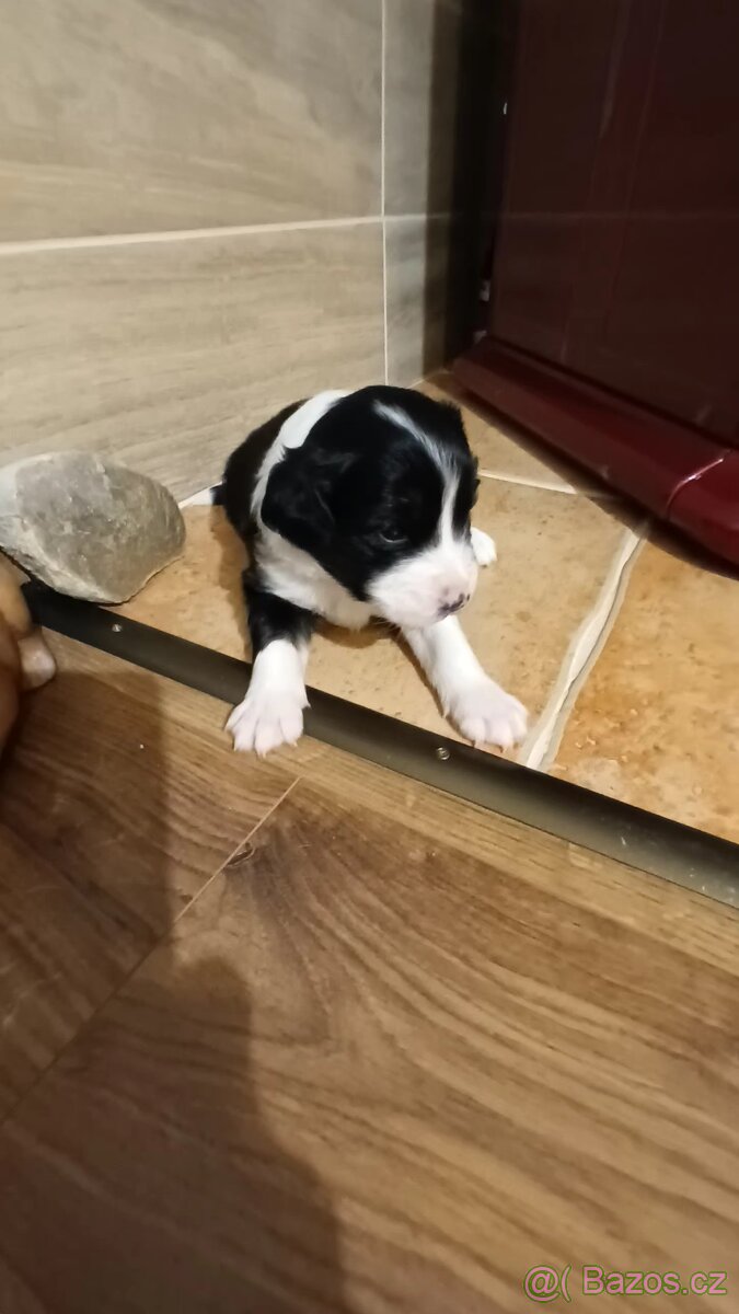 Štěňátka - 3