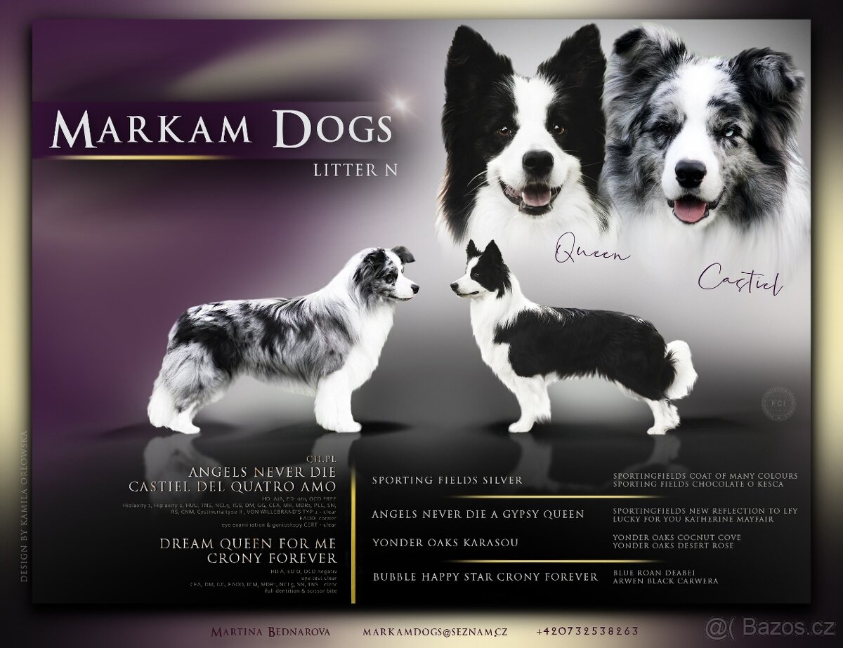 Border kolie s PP - 3