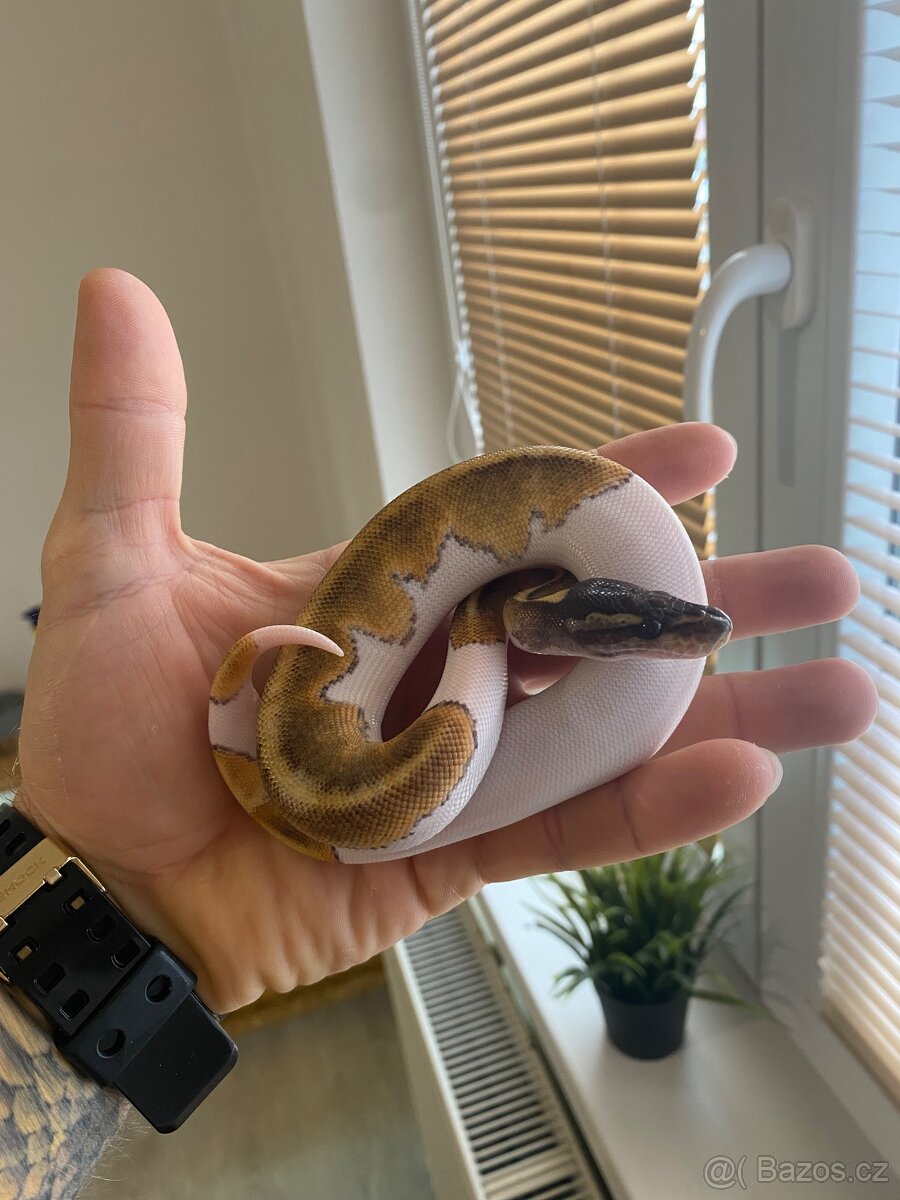 Krajta královská - Vánoční akce - 3