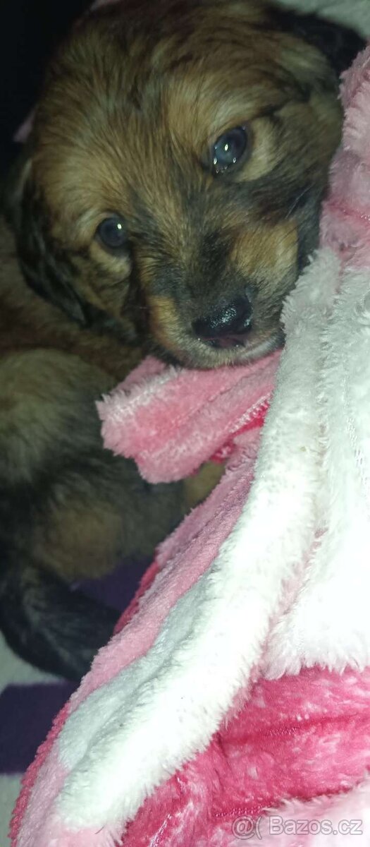 Štěně - 3