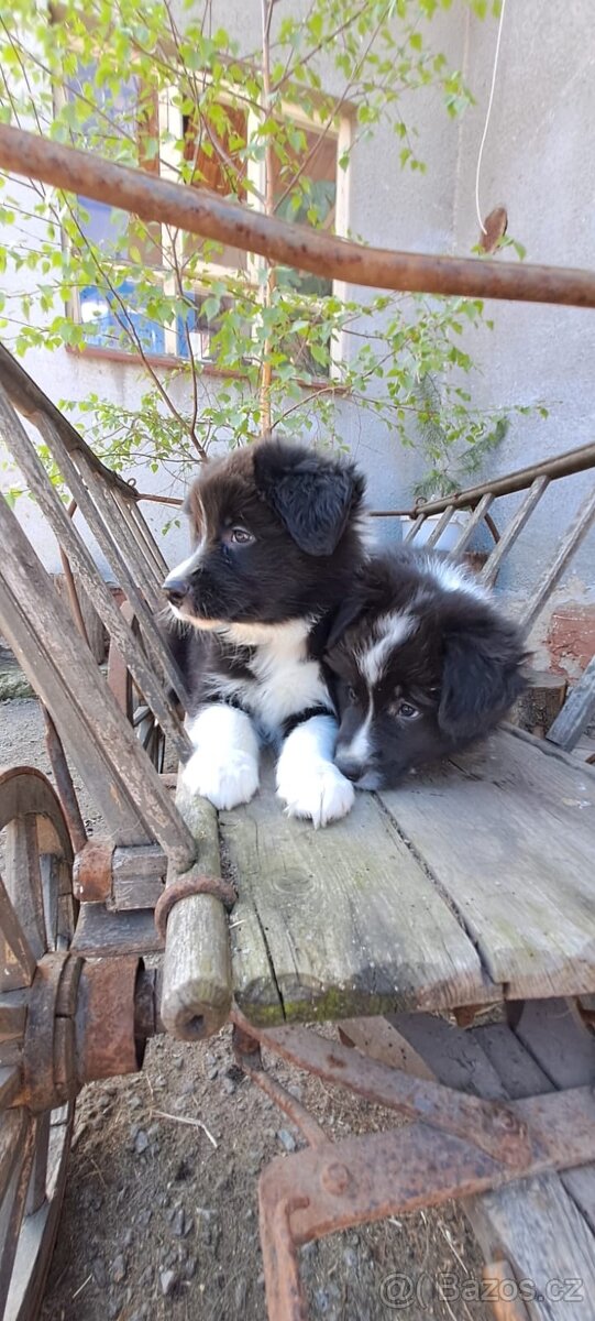Border kolie - 3
