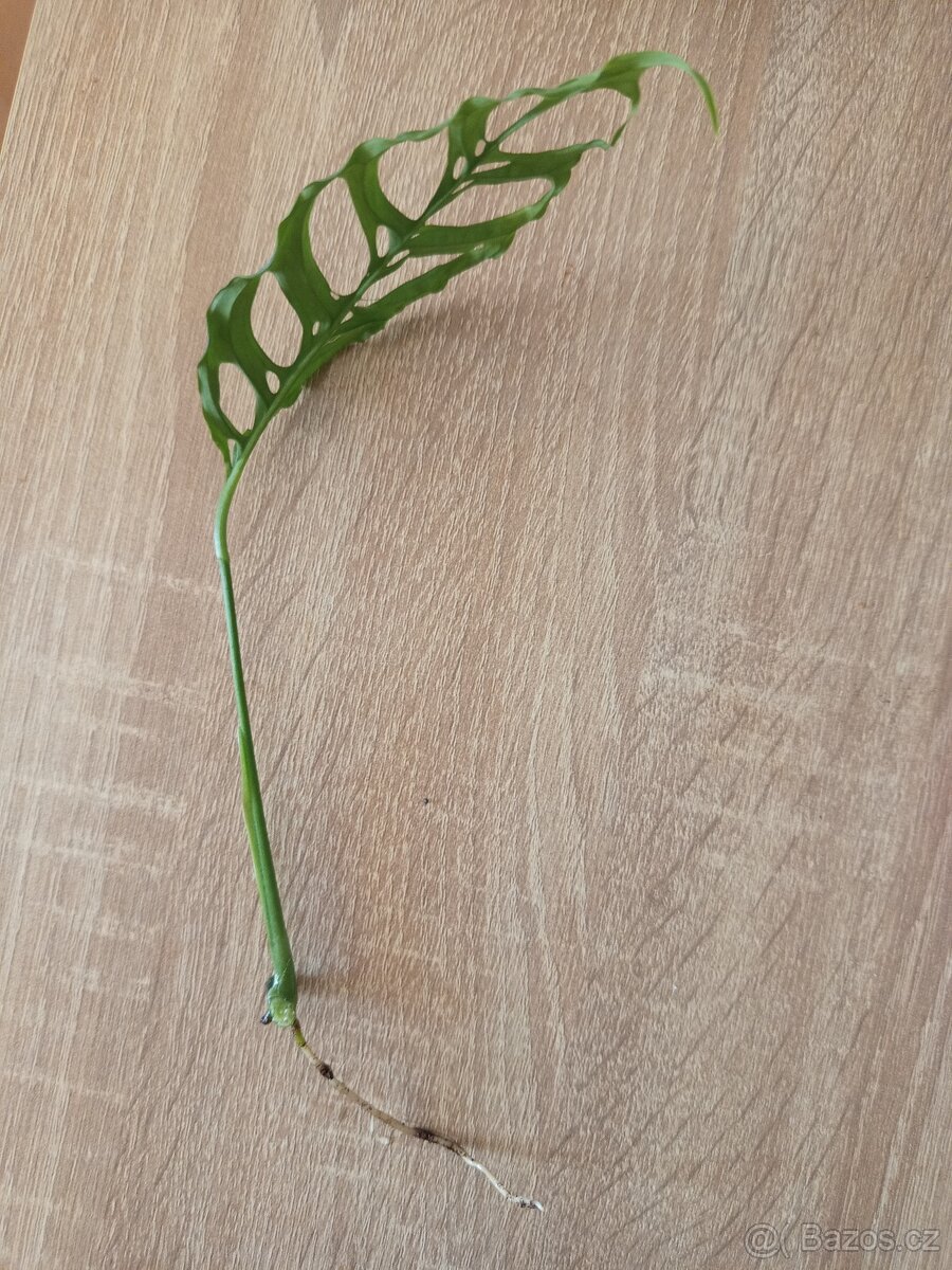 Monstera oblique peru - 3