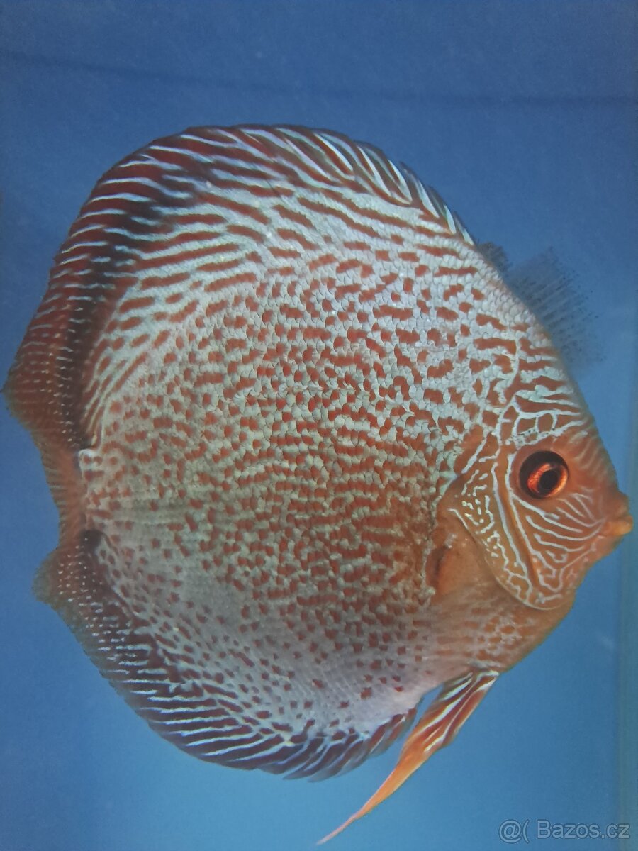 Discus-Terčovec - 3