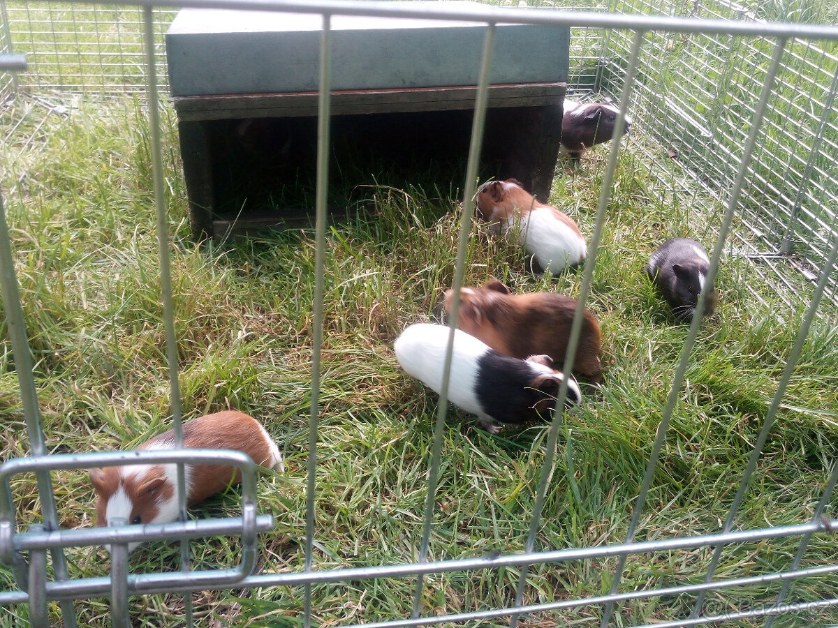 Prodám mláďata Morčat ( Morče Domácí ) - 3