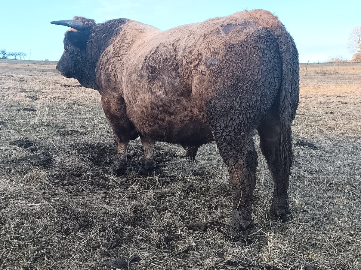 Plemenný býk Aubrac - 3