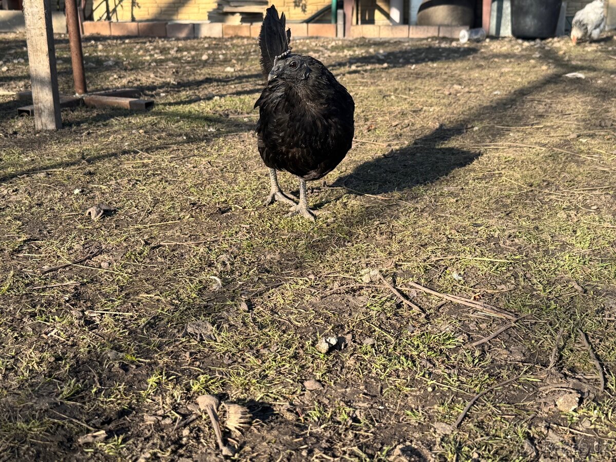 Slepice AYAM CEMANI - 3