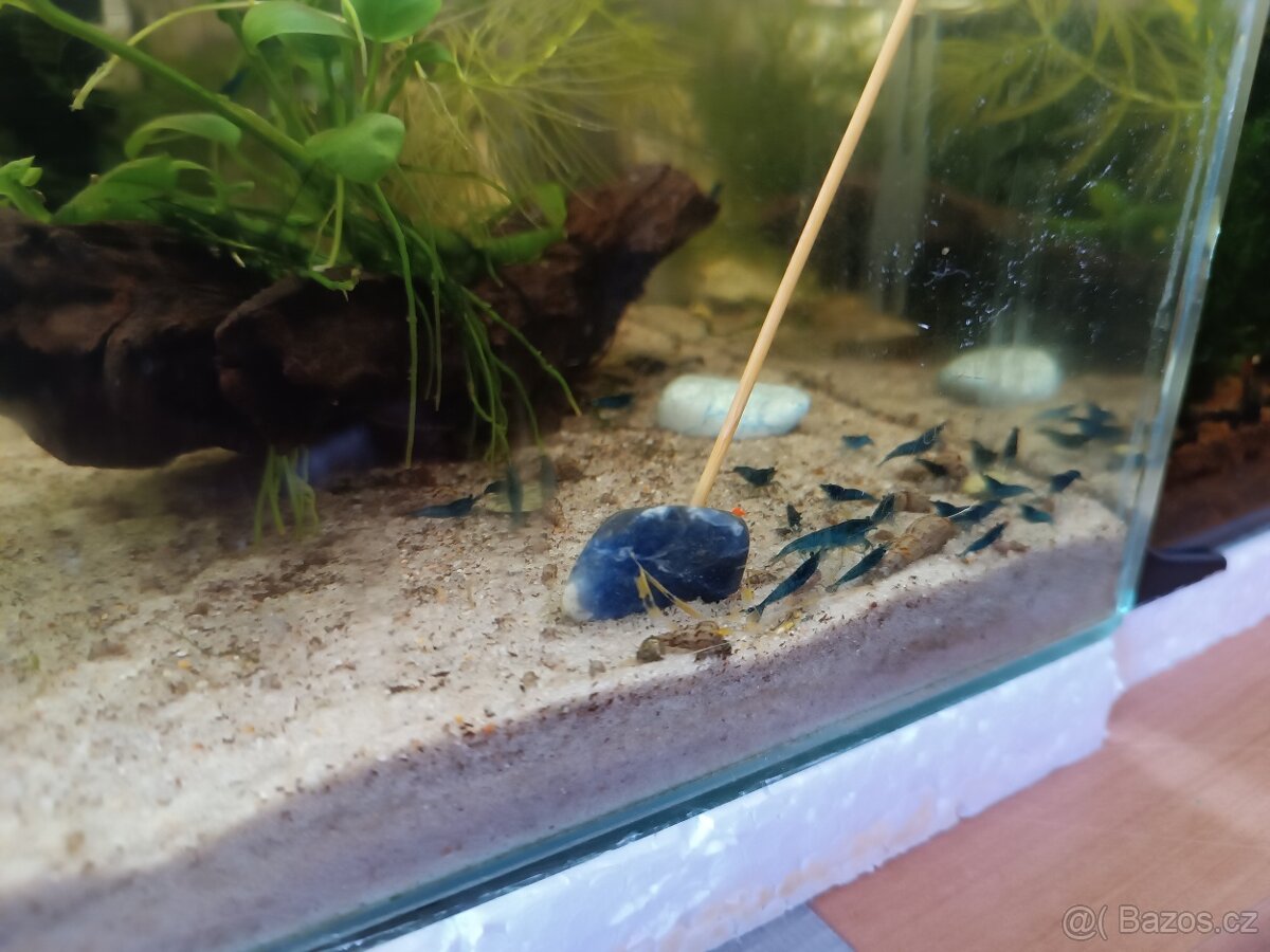 Krevetky Blue dream - 3