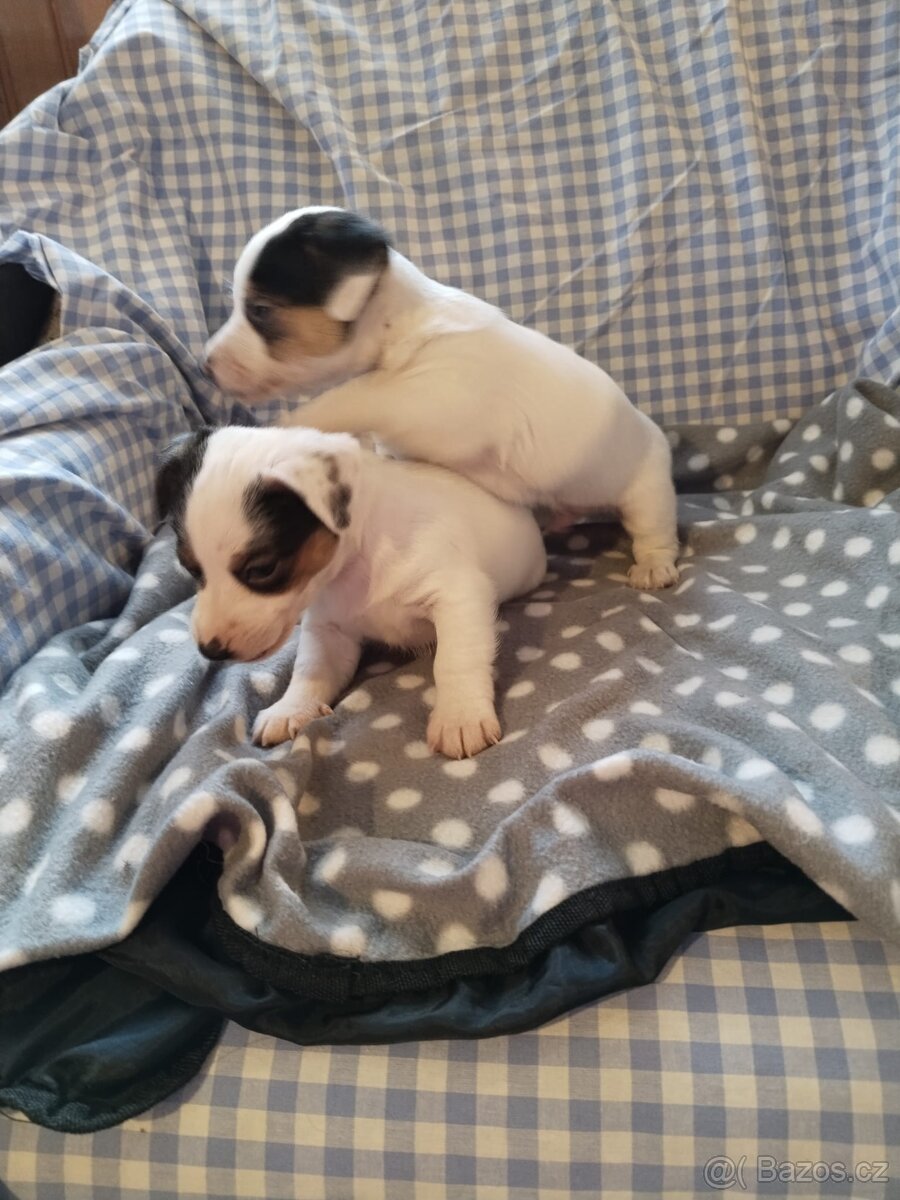 Jack Russell teriér - 3