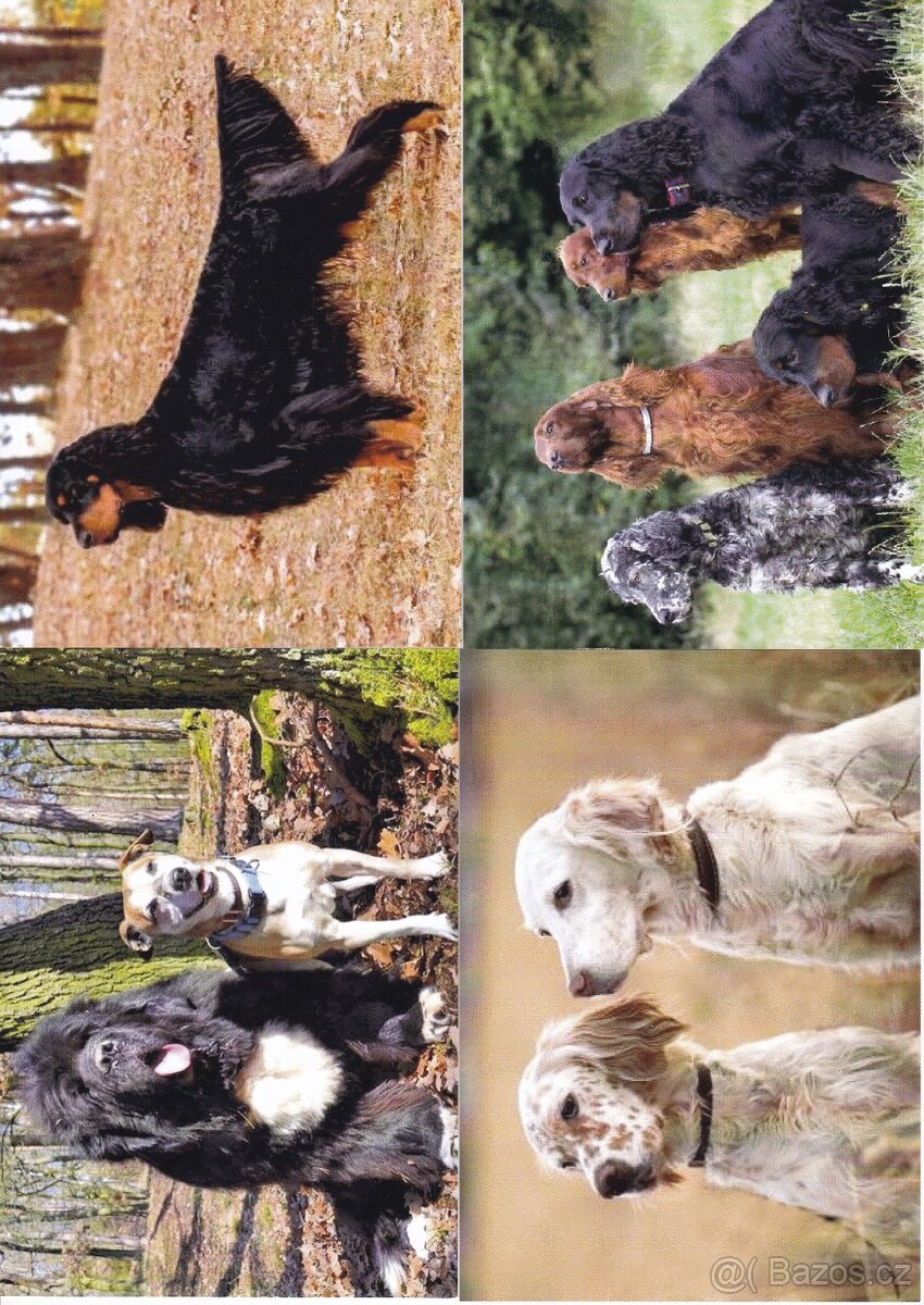 pohlednice zvířat - 3