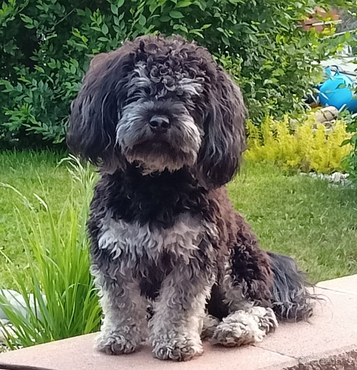 Bišonek ke krytí - 3