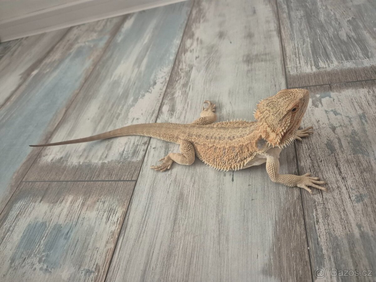 Agama vousatá - sameček - 3