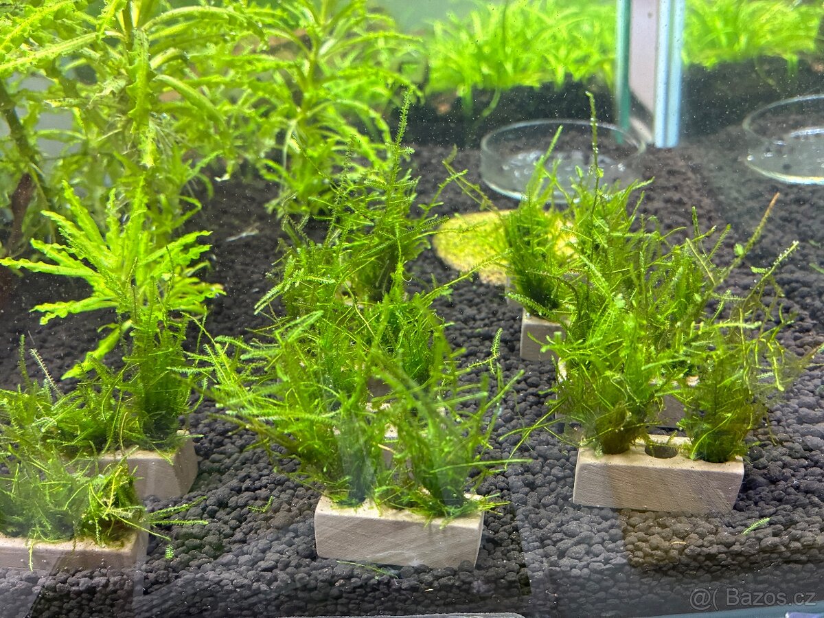 Mech v cihličkách - 3