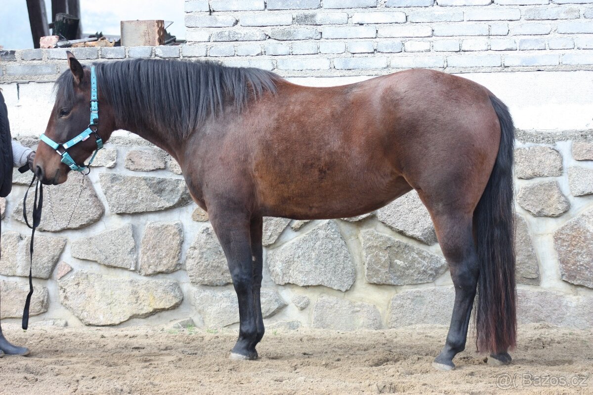 Mladá klisna Paint Horse - 3