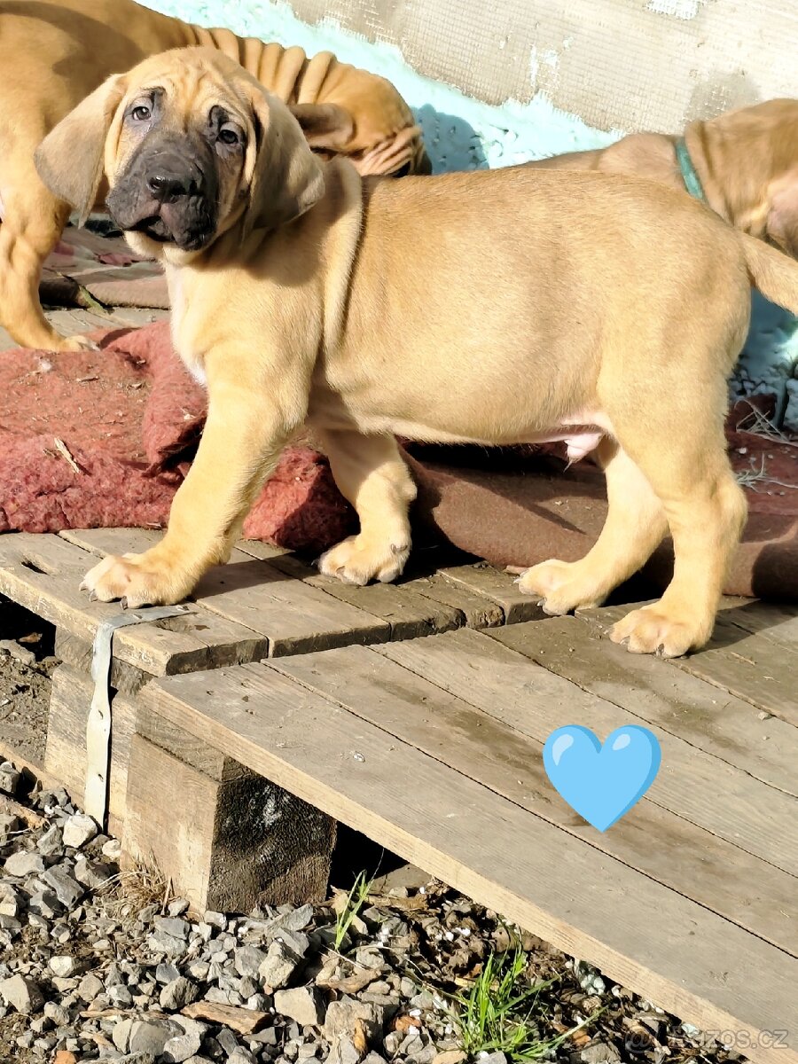 Brazilská fila s PP - 3