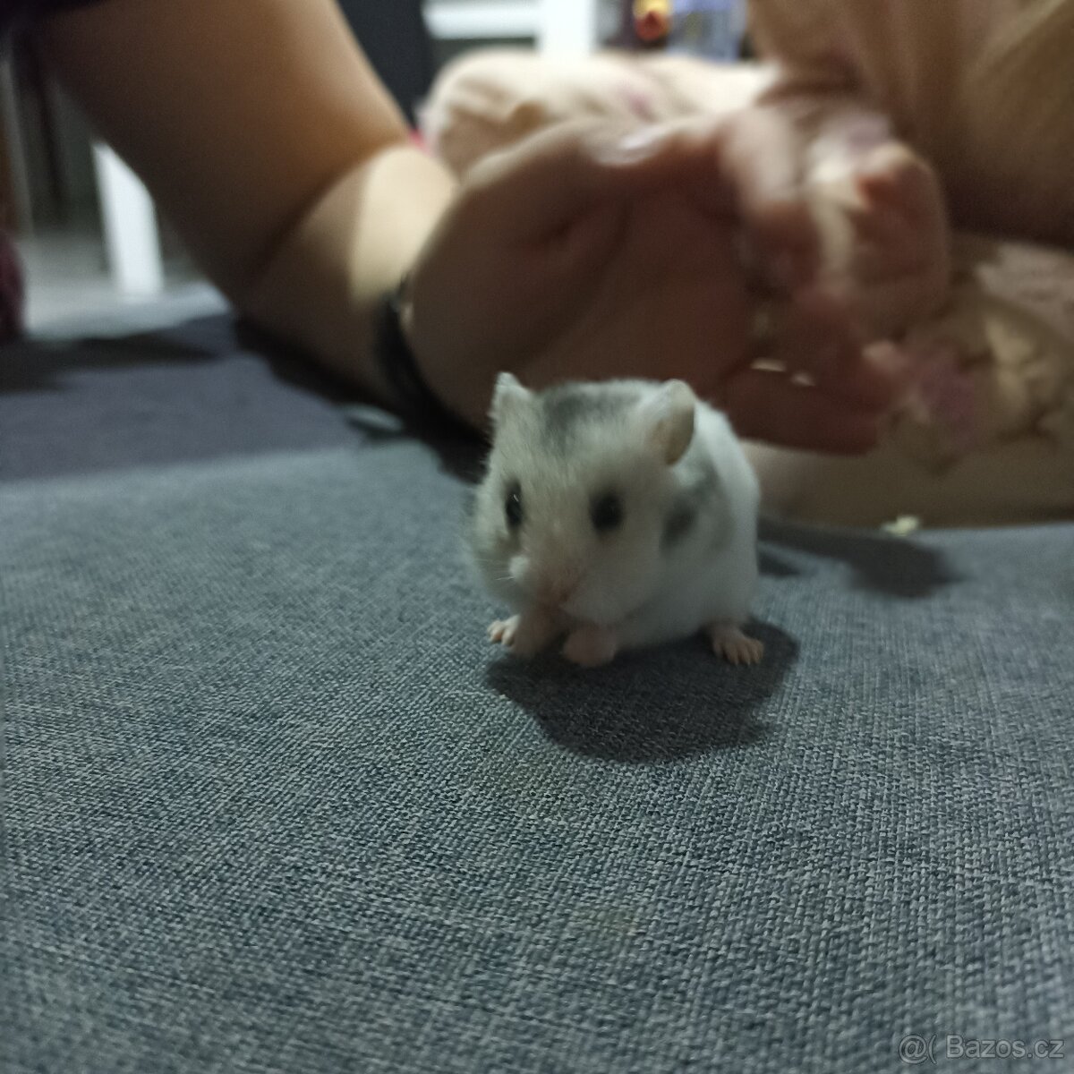 Mláďata křečka syrského - 3