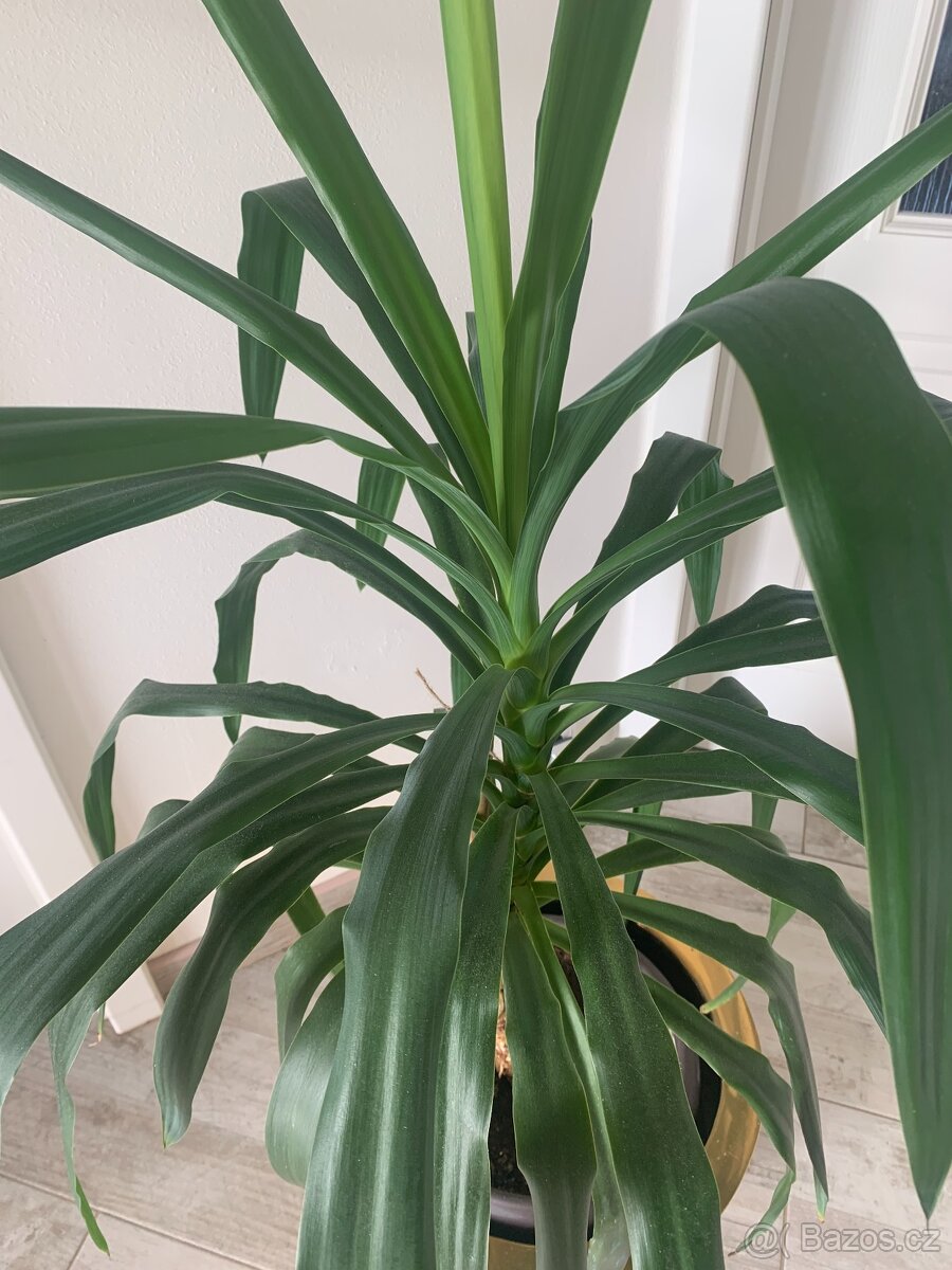 Pokojová květina - 3