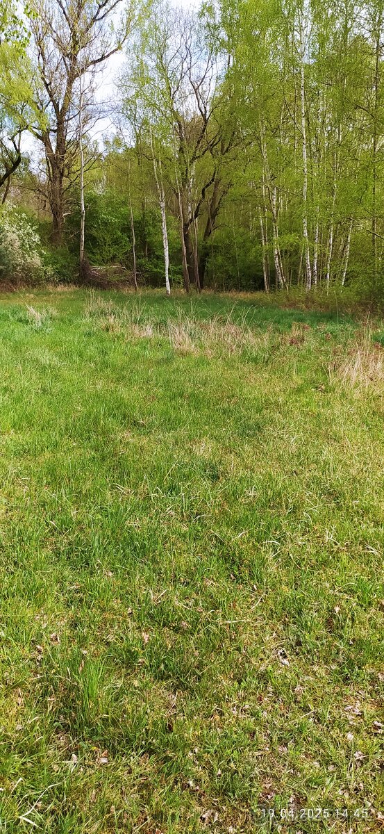 Louka v Kerském lese. - 3