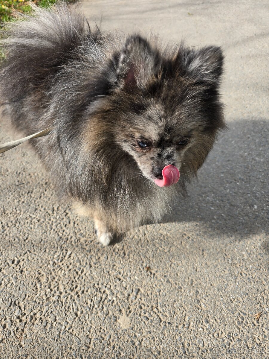 Pomeranian pejsek bez PP - 3