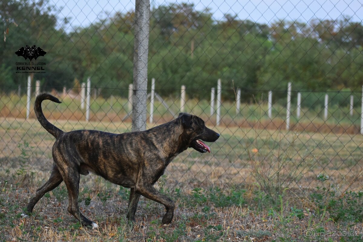 Daruji psa - Uruguayský Cimarron s PP - 3