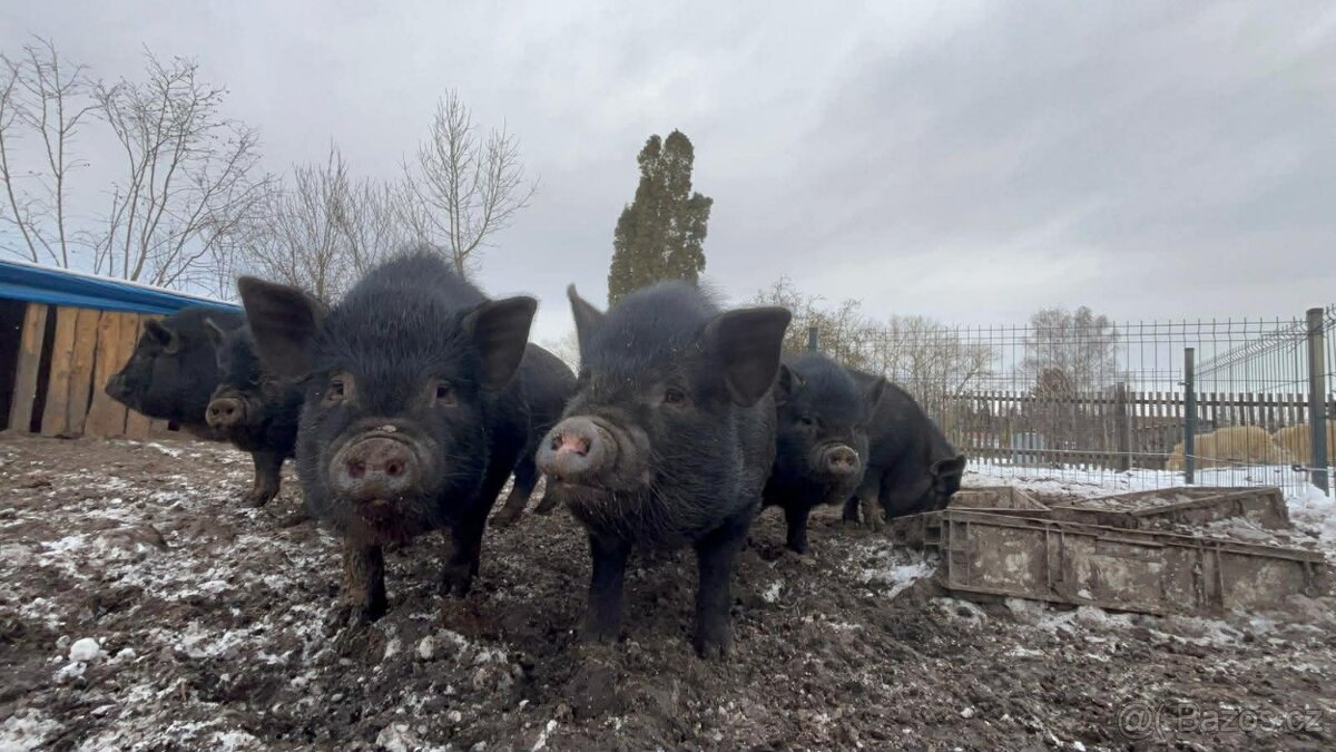 Prase Vietnamské - 3