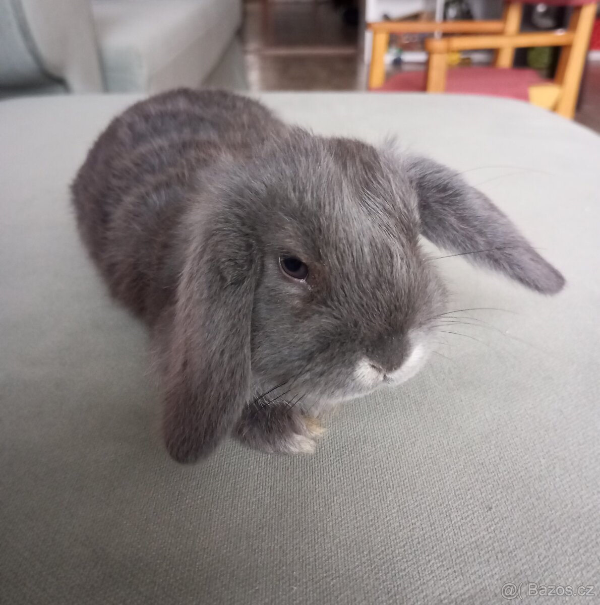 Zakrslý beránek králíček - 3
